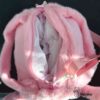 عکس کیف رودوشی استیج صورتی